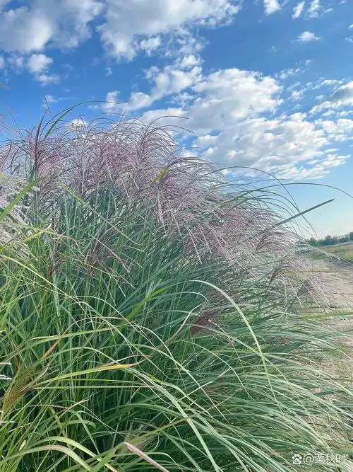 北方常绿观赏草-细叶芒