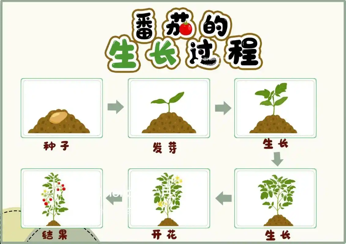 植物成长观察|番茄的成长过程图 番茄成长过程图