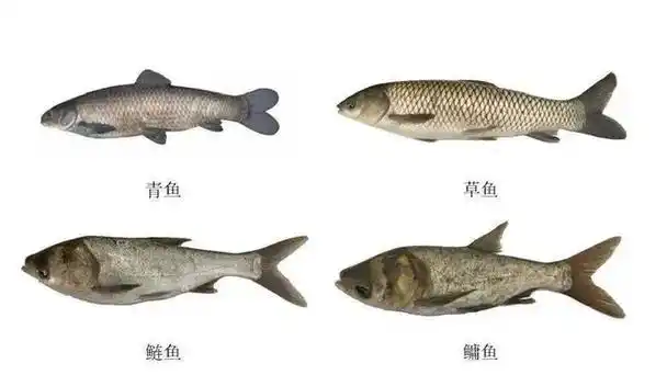 为啥养殖户喜欢更养殖廉价的淡水鱼?