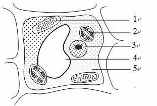 下图为某高等植物叶肉细胞结构模式图根据相关知识回答