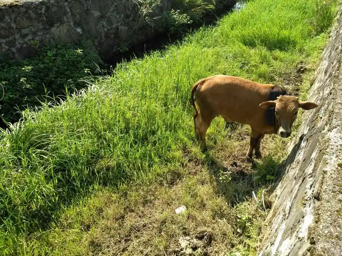 溪边的黄牛在悠闲地吃草