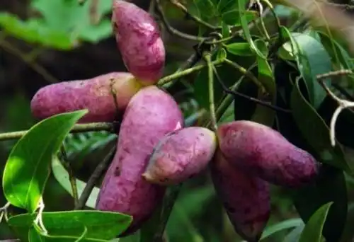 深山中有一野果叫牛卵子,书名叫什么?