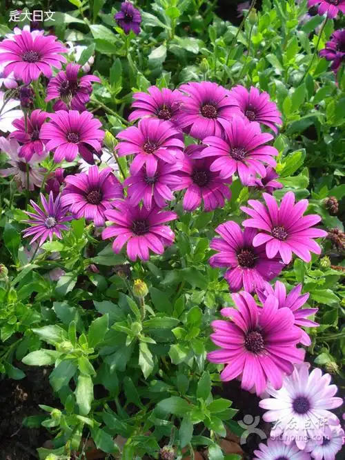 南非万寿菊的植物简介