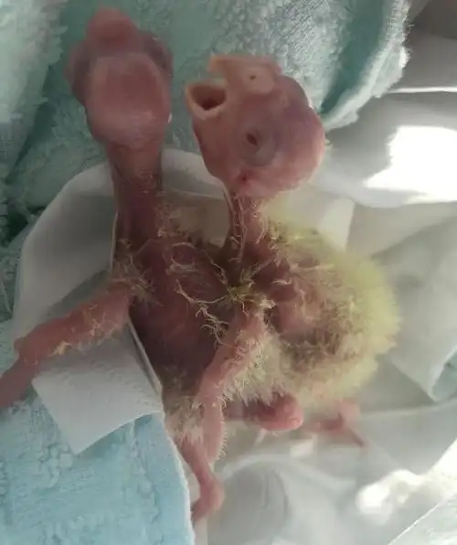 想手养一只鹦鹉雏鸟?这些问题你是否能扛得住