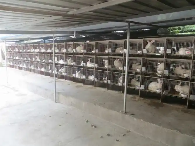 兔舍 点击放大图 新型电动兔毛剪 中共山东省委主办大众日报农村版