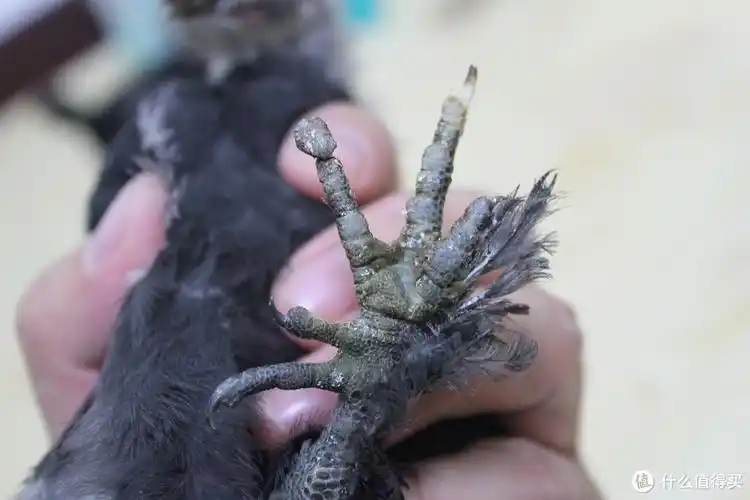 鸡能当宠物养吗|元宝鸡当宠物养需要准备什么装备_什么值得买