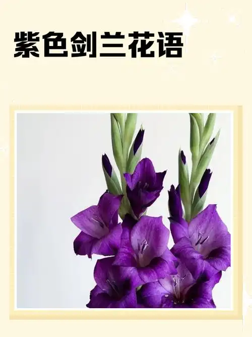 紫色剑兰花语 🌸紫色剑兰,神秘而高贵,它的花语里藏着怎样的故事?