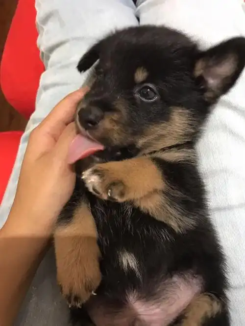 边牧德牧混血 智商称霸宇宙 边牧德牧串 边牧德牧混血儿,妈妈