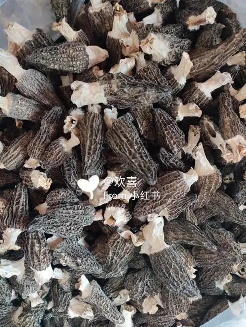 羊肚菌干货给钱就卖啦