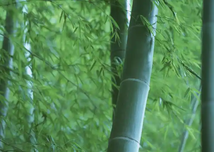 竹子图片竹林竹子