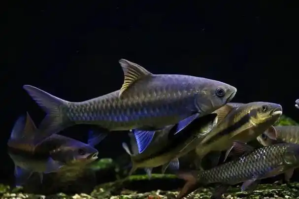 分享十二种不用加热棒也能养的观赏鱼,今后不要只知道买热带鱼了