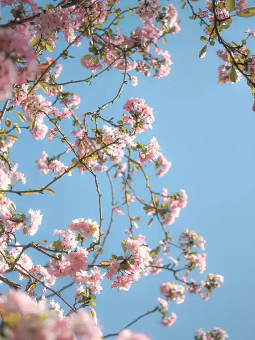 西华园海棠花春日小清新风格