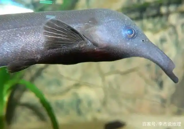 谁才是"雷电之王",鱼也能发电,盘点能放电的鱼类