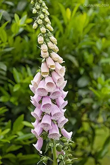 p>毛地黄(学名: i>digitalis purpurea  /i>l)是玄参科 a target="