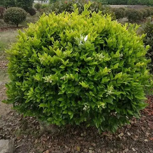 金森女贞树苗园林绿化庭院植物金叶女贞树苗金森女贞球形四季常青