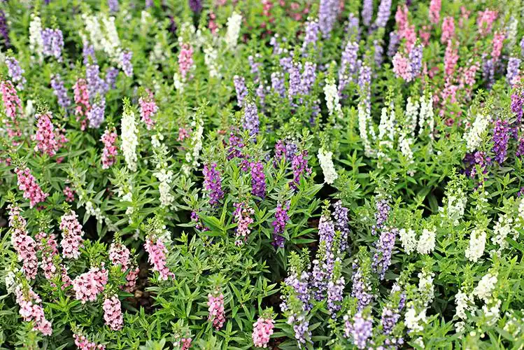 盛开遍地的香彩雀