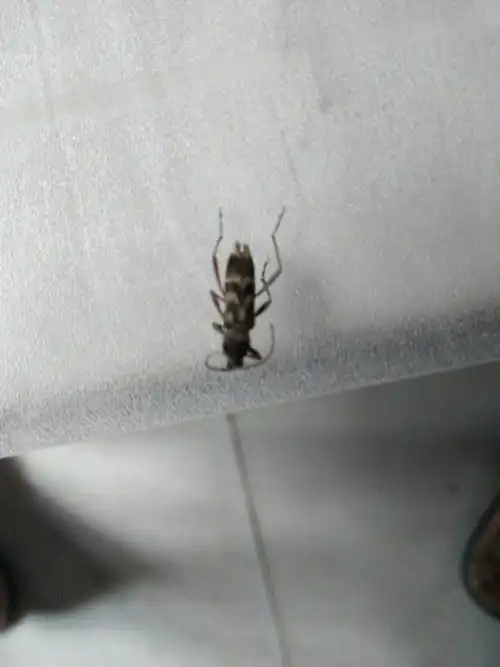 长的像蟑螂的小虫子