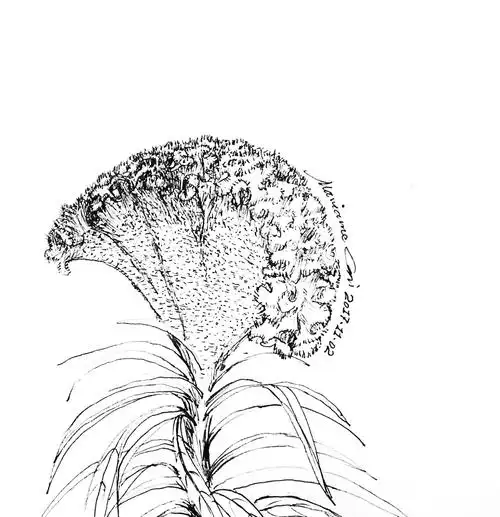 白描-鸡冠花