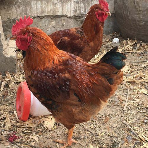 红玉公鸡苗纯种红玉鸡苗出壳疫苗