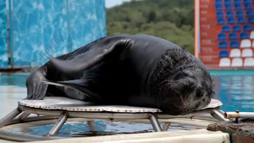 海狮玩耍,拍手拍手