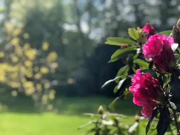早上花开的唯美句子_早晨配花的句子发朋友圈
