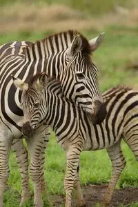 小斑马和妈妈照片