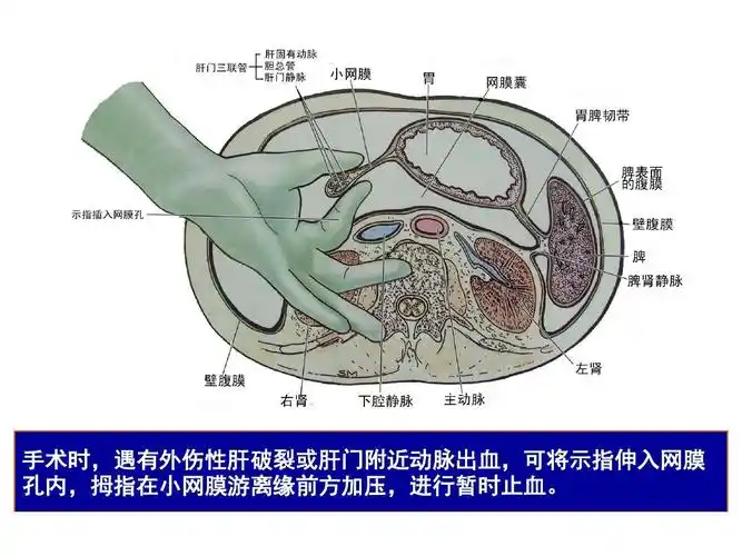 腹膜与腹膜腔局部解剖ppt