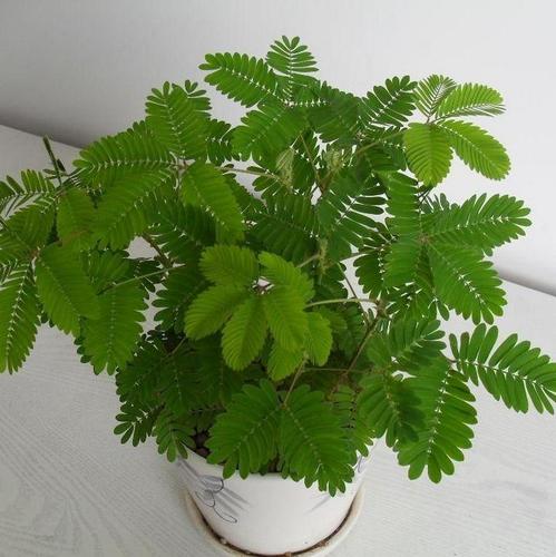 含羞草盆栽办公室内桌面窗台阳台花卉迷你趣味儿童小绿植害羞草苗