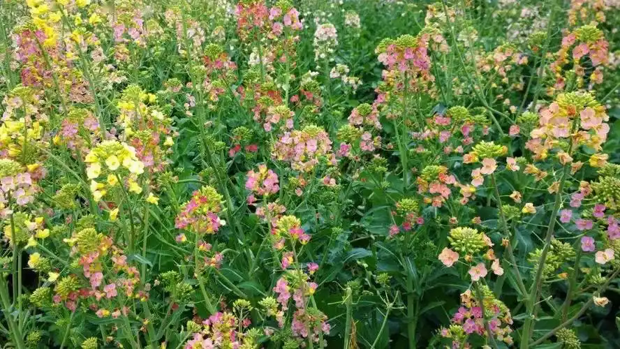 大片天台大瀑布边上七彩油菜花成为网红地朋友圈刷爆了