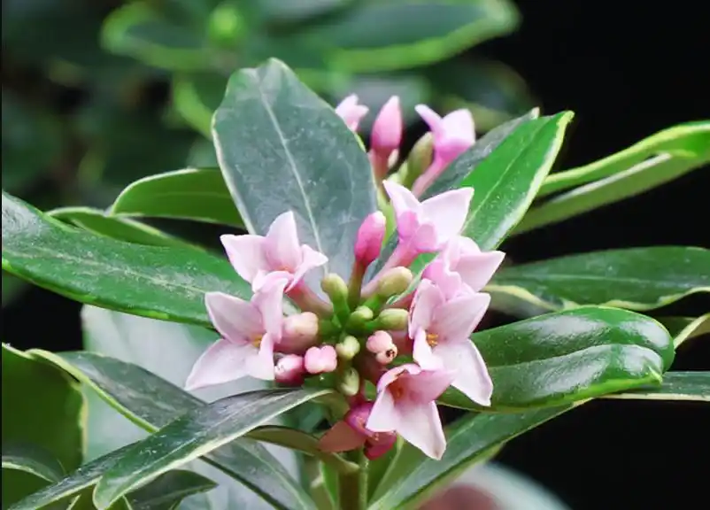 金边瑞香怎么养看花农解答怎么养好金边瑞香