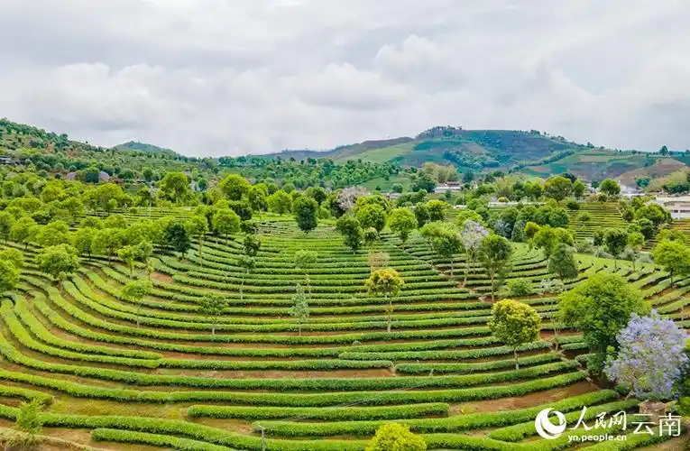 云南普洱有机茶园认证基地累计达49万亩