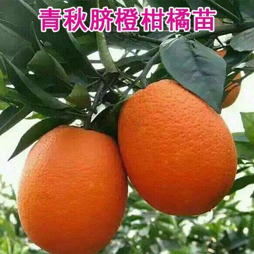 青秋脐橙苗 新品种脐橙树苗橙子果树苗 正宗嫁接青秋脐橙橙子树苗