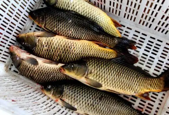 野生鲤鱼批发|湖南野生鲤鱼