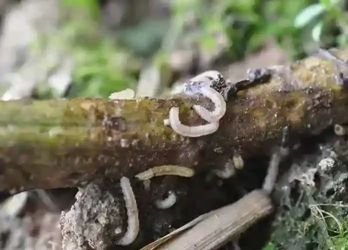 地下害虫防治(庄稼地里的10种地下害虫)