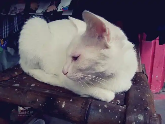 偶遇一只白狸猫,可美了