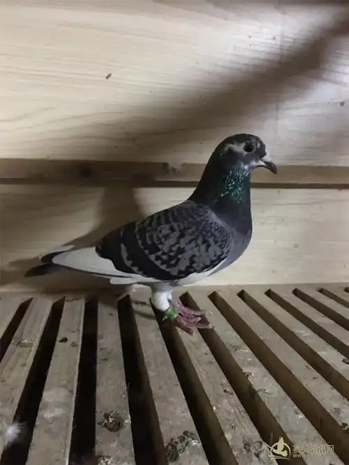 16海霸王雨点白条雌