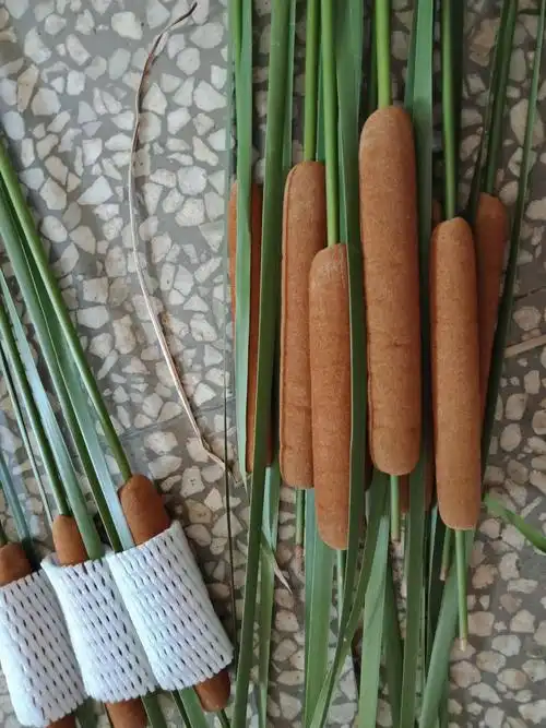 蒲苇 蒲棒香蒲草驱蚊插花用水蜡烛