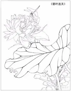 李晓明工笔荷花白描及设色步骤图