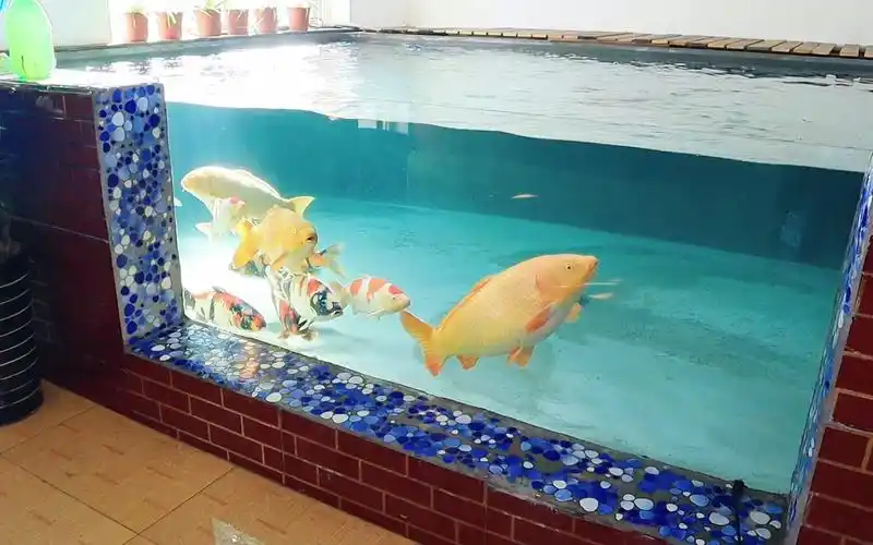 室内锦鲤鱼池养水完毕,十几条锦鲤完美入池,真的太漂亮了