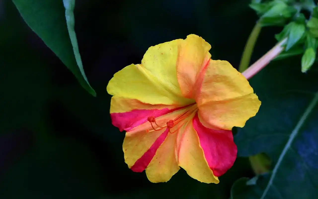 清新护眼的紫茉莉植物高清桌面壁纸图片下载