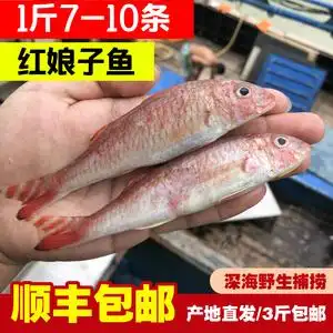 福建野生海捕大红鱼红娘鱼红姑鱼小红鱼 深海新鲜冷冻小海鱼配粥