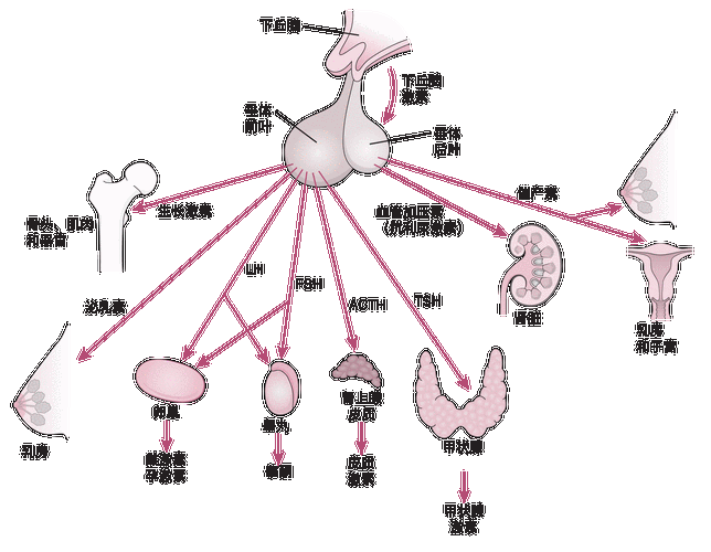 垂体及其靶器官