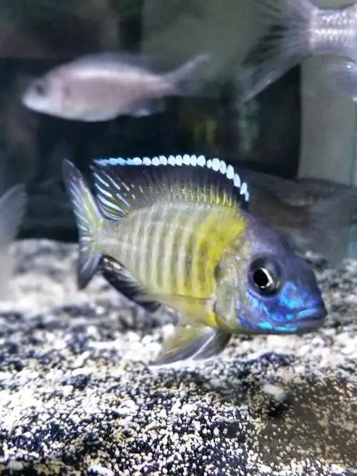 【三湖慈鲷】正经德系繁殖组