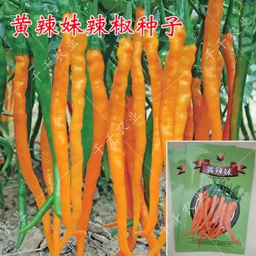 黄辣妹辣椒种子 线椒种子 杭椒 黄色长尖椒 干鲜两用四季小辣椒籽