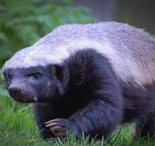蜂蜜獾:无所畏惧的生存专家全貌