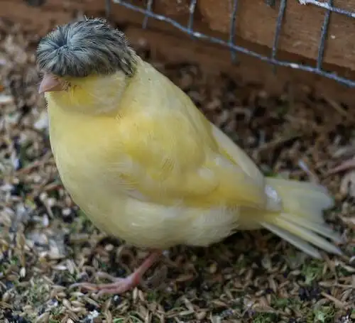 朋友送来5只小黄鸟,发型像锅盖,看着很眼熟,网友:隔壁川大爷