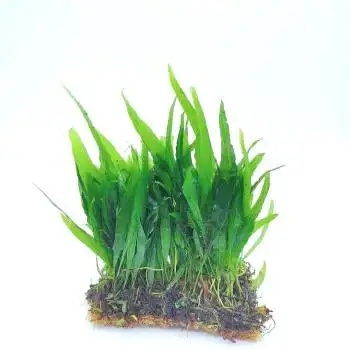 水草赖养鹿角铁细叶铁叶铁皇冠水养增氧净化水溶莫斯铁皇冠 细叶铁