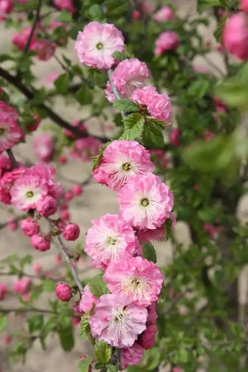 绽放给春天的花朵