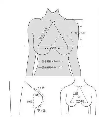 5cm)乳轴线,决定乳房的高度l线:(19—22cm)胸乳间距线,决定乳头的位置