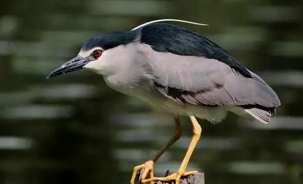 夜鹭:别名苍鳽_星鳽_夜鹤_水洼子_灰洼子_夜游鹤,为鹳形目,鹭科,夜鹭